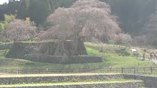 又兵衛桜！2022年3月27日.