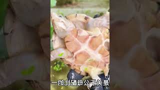 三分钟全面讲解乌龟下蛋需要的条件，看完直呼太简单，你学会了吗 #009