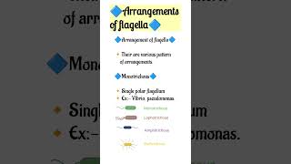 Flagella and their arrangements  #flagella #cell #bacteria #youtubeshorts#shorts
