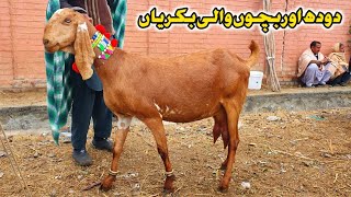 Desi Dogli Milking Goats With Kids | Gondal Mandi Attock February 2023