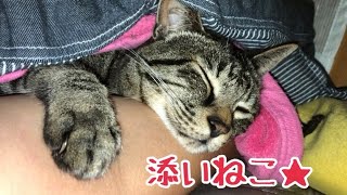 グーパーふみふみかわいい添いねこ♡の巻【うちの子４にゃんず】