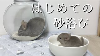 【生後1ヶ月】チンチラ赤ちゃんの様子🍼