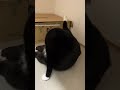 かわいい鳴き声と楽しい毛繕い😸ハチワレ猫ざきおtuxedo cat【猫動画cat】