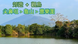 [2024.01.08] 尖鼻咀起步，經龜山至豐樂園魚塘。郊遊兼觀鳥，平地易走路線。