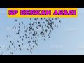 SP BERKAH ABADI