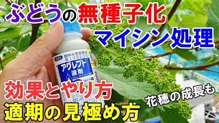 ぶどうの無種子化　マイシン処理のやり方と作業適期の見極め方　3種の花穂の成長具合もご紹介