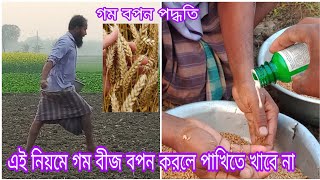 গম বপন পদ্ধতি।Method of sowing wheat।কিভাবে  গম বপন করতে হয়।