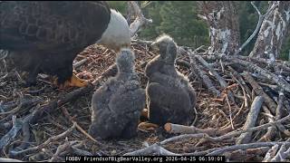 4 25 2026 Growing Up Eagle