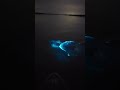 Swimming in bioluminescent water