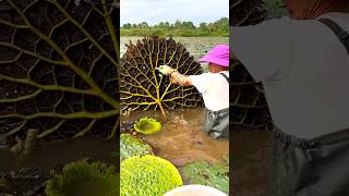 Beautiful Natural Gorgon Harvesting \u0026 Rural Life | Prickly Water Lily Seeds #shorts #youtubeshorts