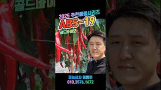 2025 추천 고추품종 시리즈 #ABS-19