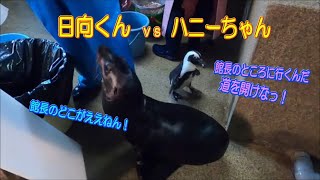 【アシカ】日向くん VS. ハニーちゃん（伊勢シーパラダイス／水族館）