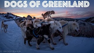 Greenland - dog sledding, boat trip to the ice cap and life in Ilullisat