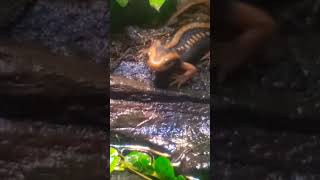 #emperor newt #short #funny #funnyshorts #shorts