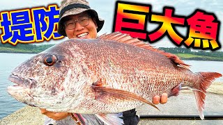 [Shocking] I caught a huge fish with a 100 yen lure from the embankment! [Remote Island Life #54]