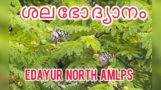 ശലഭോദ്യാനം Edayur north  amlps@edayuramlps