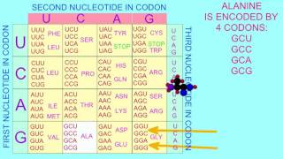 DNA CODE IS UNIVERSAL