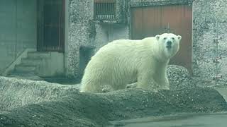 ポロロ(とくしま動物園)１３３５ どこで待っていれは新しいおもちゃくれるのかな？