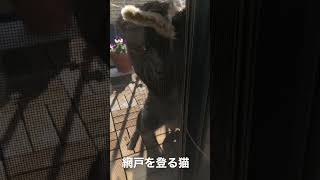 網戸を登る猫 #shorts