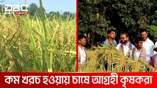 খুলনা ও ফেনীতে নতুন উদ্ভাবিত ব্রি-১০৫ ধানের সফল পরীক্ষামূলক চাষ | DBC NEWS