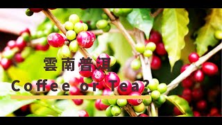 雲南普洱 Coffee or Tea? | The China Current 粵語