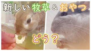 【うさぎ】【チンチラ】新しい牧草とおやつを買ってきたよ！！さぁ食べてくれるかな？