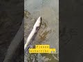 Ikan Haruan sawah padi#ikan #shorts #fishing #shortvideo