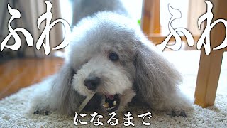 🐶犬がボサボサから風呂に入ってフワフワになるまでの動画【トイプードルのグリィ】【犬】【dog】【toy poodle】