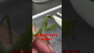 寬腹螳螂吃蜂蜜 #mantis #mantishoney