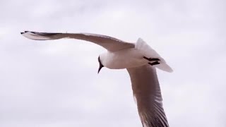 Soaring Seagull In The Sky Stock Video