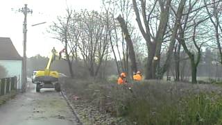 Linz: Bäume fällen im Wasserwald