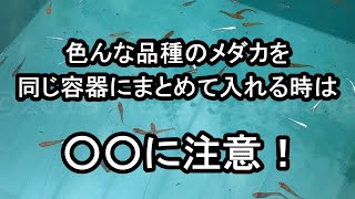 【メダカ 飼育】違う品種を一緒に入れて起こった失敗談 滋賀県のメダカ販売店 めだか藁屋 高木正臣