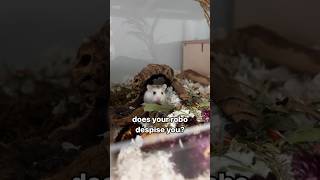 Does your Robo hate you? #hamsters #pets #roborovskihamster #shortsfeed