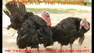 "ATTACK OF THE TURKEYS" [INVASION EAS SCENARIO]