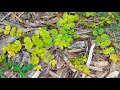 garden tour video series pt. 2 astilbe bleeding heart lady s mantle bugbane circle flower