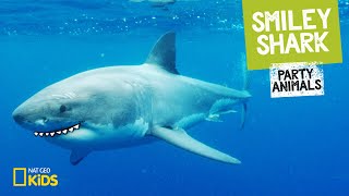 Smiley Shark | Party Animals
