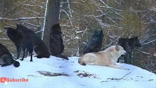 Discovering Rare Facts Of Wolves | Unraveling Nature's Mysteries!