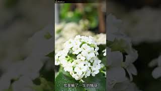 眼淚和孤獨 - 小雨點（播放鷄）