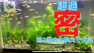 【めだか水槽】超過密メダカ水槽！コツは、水換えに有り#めだか水槽 #過密飼育#水換え