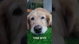 9살 골든 리트리버 기염둥   #골든리트리버 #goldenretriever #노견일상 #대형견키우기 #골댕이 #댕댕이#반려견