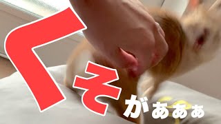 あの可愛いということで有名なうさぎが「くそが！」となる瞬間の顔　No.1289