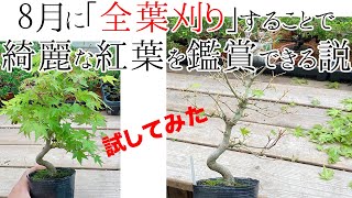 【Maple】８月に全葉刈りすると綺麗な紅葉を鑑賞する事ができる説を茜もみじで実際に試してみた