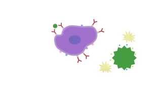 Grass Allergies Lecture 3