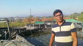 Shrimp Farming in Homemade Biofloc | Prawns Farming | Vannamei