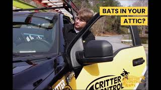 Critter Control - Bat Removal