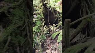 2024太鼓岩、屋久島Taiko Rock.Yakushima, Japan Kagoshima-20