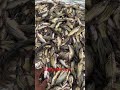 ভারতীয় বাজারে দেশি টেংরা মাছ fishcuttingskills rrrm shortvideo