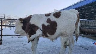 身为农村人 养牛挺辛苦