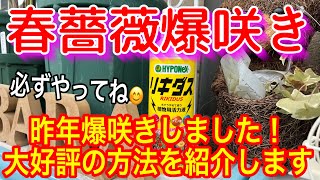 春薔薇【爆発的に咲かせる】方法‼️大好評につき今年も紹介します🌹これで爆咲間違いなし🌹是非お試しください😊