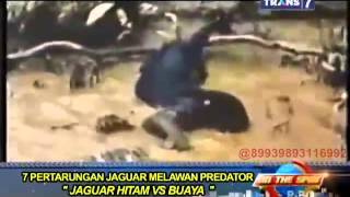 On The Spot - 7 Pertarungan Jaguar Melawan Predator